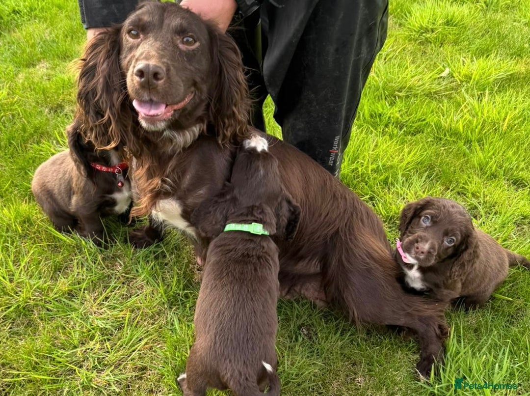 Cocker Spaniel dogs for sale: KC Reg Cocker Spaniel Puppies - Image 14