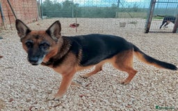 Mixed Breed dogs for adoption: 8 years in chains 😭 🚨 urgent in Hengoed - Image 8