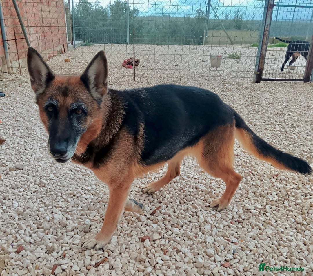 Mixed Breed dogs for adoption: 8 years in chains 😭 🚨 urgent in Hengoed - Image 8