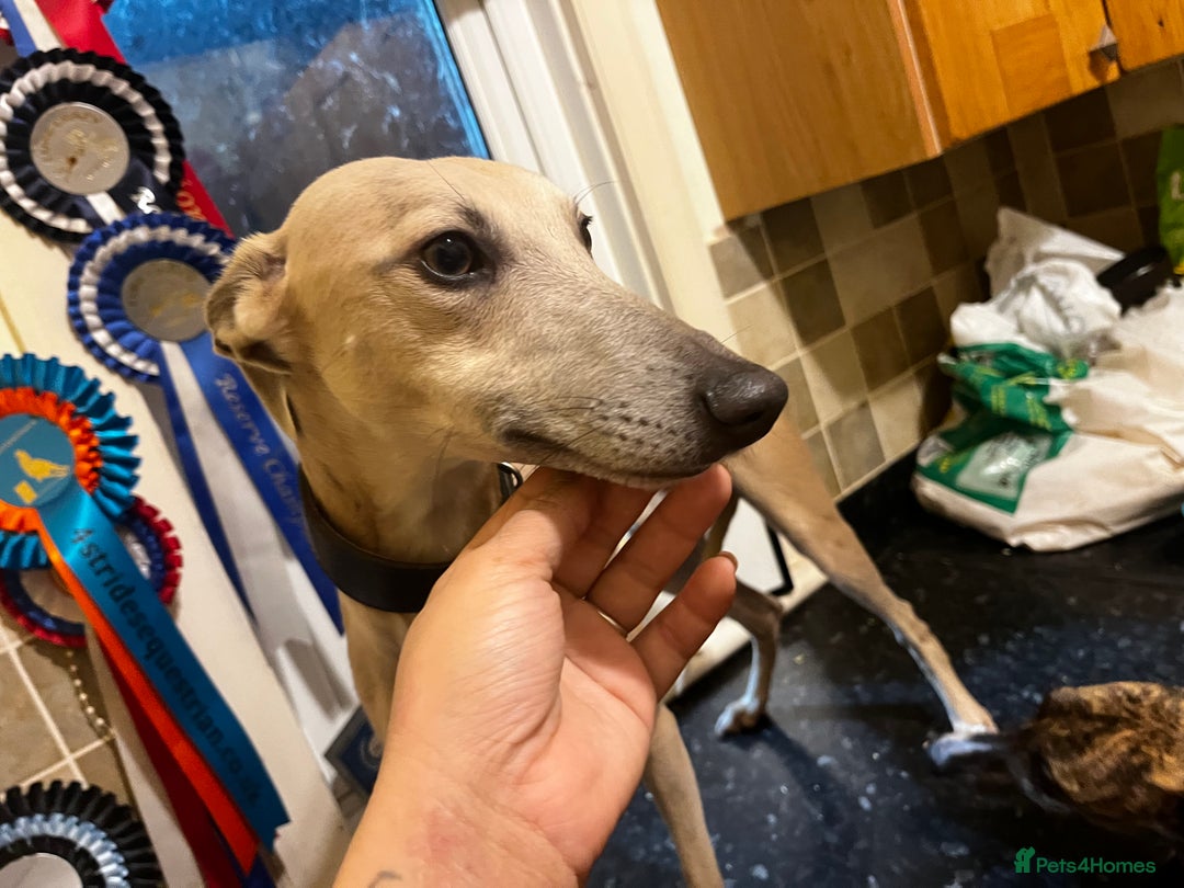Whippet dogs for sale: Waiting List Now Open - KC Whippets - Advert 5