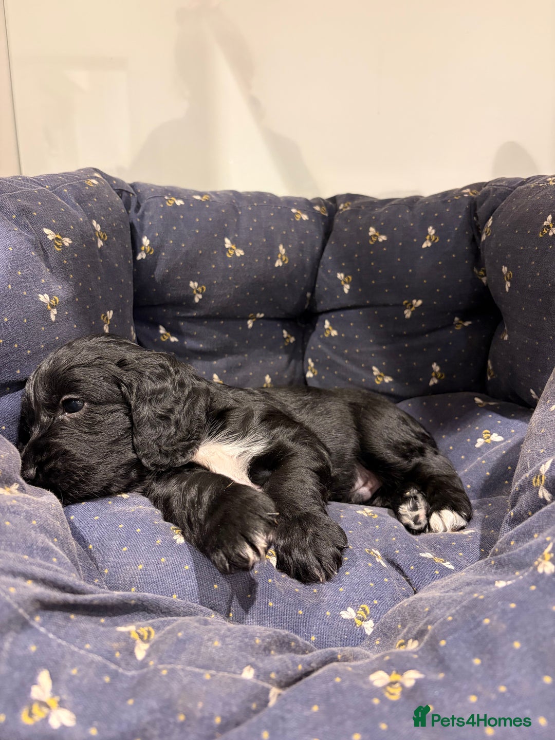 Cocker Spaniel dogs for sale: Working Cocker Spaniel Boy - Advert 5