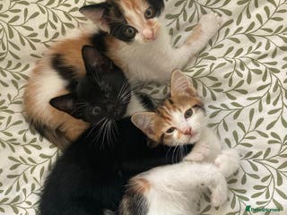 Mixed Breed cats Kittens ready now - Advert 7