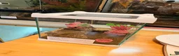 Tarantulas invertebrates for sale: Chile rose pumpkin patch plus enclosures - Advert 4