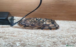 Python Snake reptiles for sale: Pastel royal ball python  - Image 4