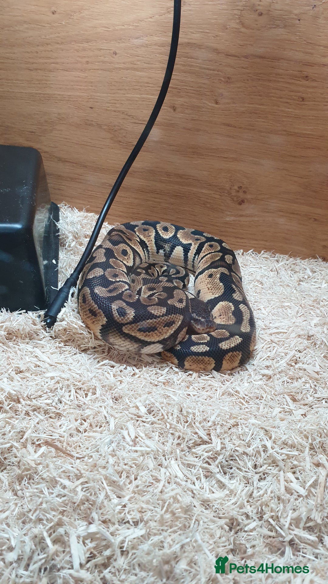 Python Snake reptiles for sale: Pastel royal ball python  - Image 4