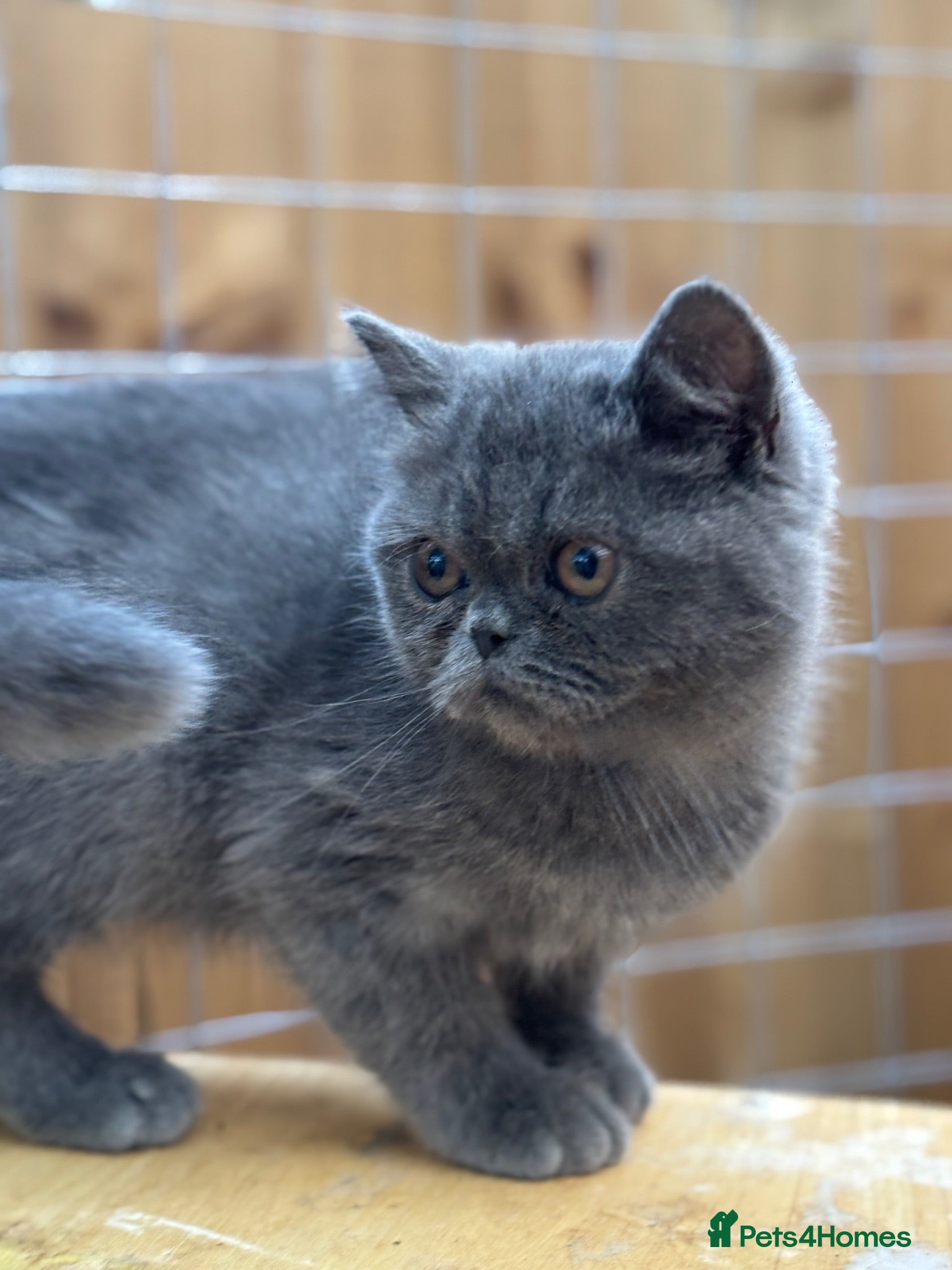 Exotic cats Exotic kittens  - Advert 6