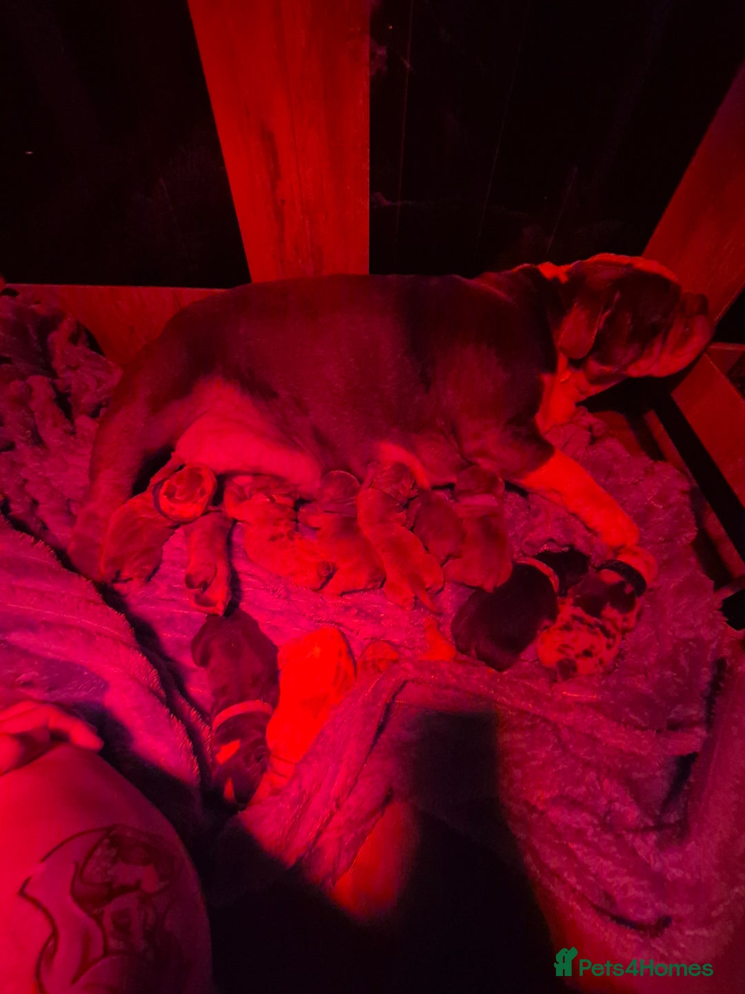 English Bulldog dogs for sale: Beautiful Litter Of New English Bulldog Puppies - Image 2