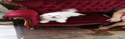 Bichon Frise dogs for sale: little bichon frise in Northampton - Advert 1