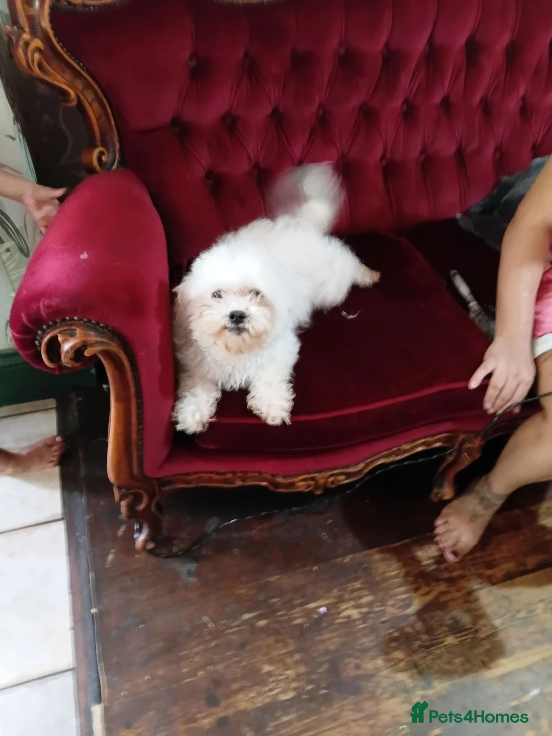Bichon Frise dogs for sale: little bichon frise in Northampton - Advert 1