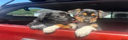 Huntaway dogs for sale: Beautiful Huntaway X Collie Pups - Advert 28