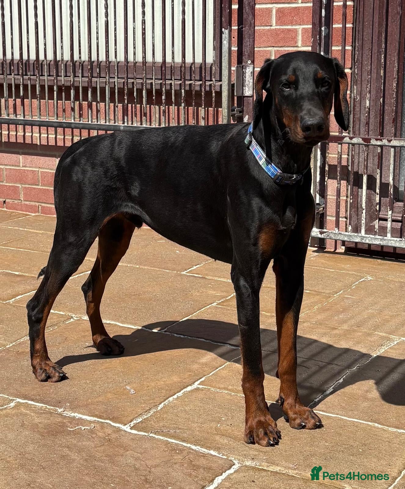 Dobermann dogs Male Dobermann Available  - Advert 2