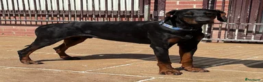Dobermann Puppy 1