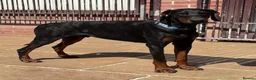Dobermann dogs for sale: Male Dobermann Available  - Advert 1