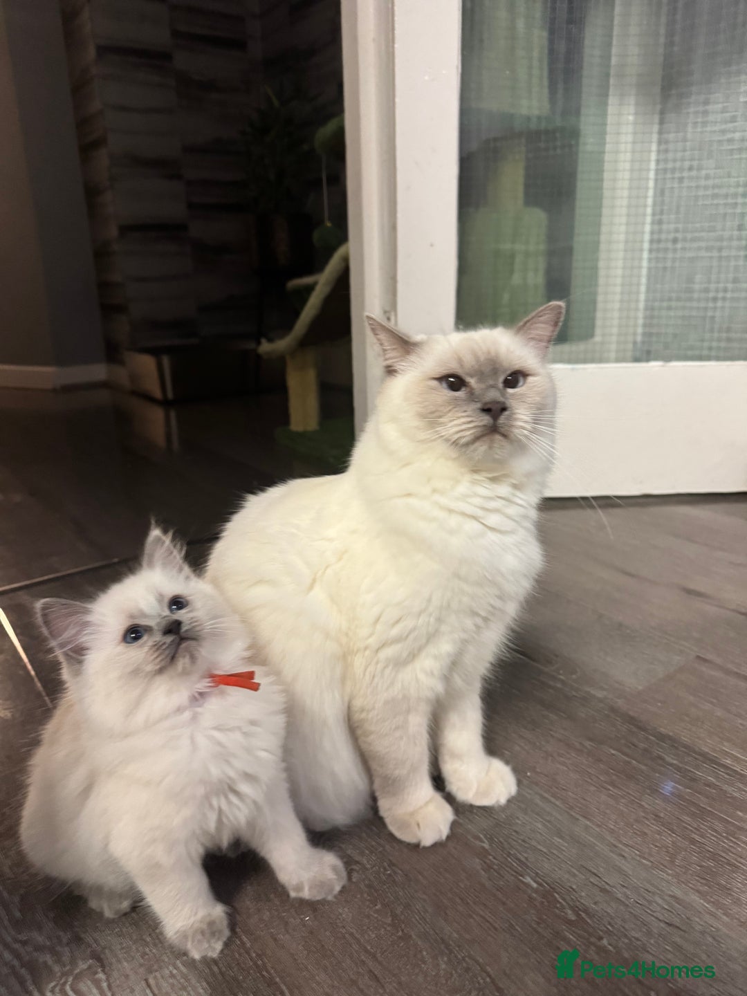 Ragdoll cats for sale: Ragdoll kitten - Advert 1