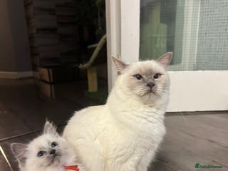 Ragdoll cats Ragdoll kitten - Advert 1