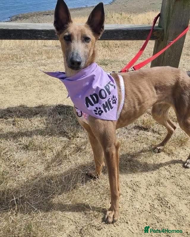 Mixed Breed dogs Maple, crossbreed for adoption  - Advert 1