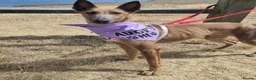 Mixed Breed dogs for adoption: Maple, crossbreed for adoption  - Advert 1