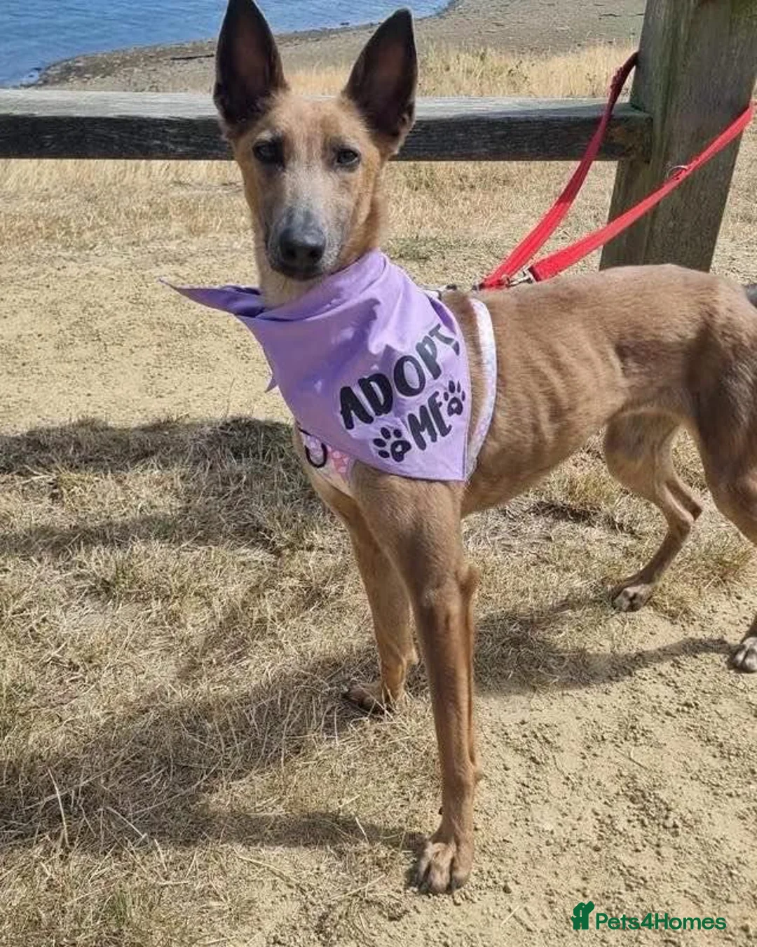 Mixed Breed dogs for adoption: Maple, crossbreed for adoption  - Advert 1