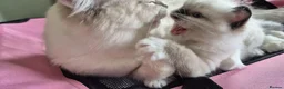 Ragdoll cats for sale: Chunky TICA reg Ragdoll - Advert 5