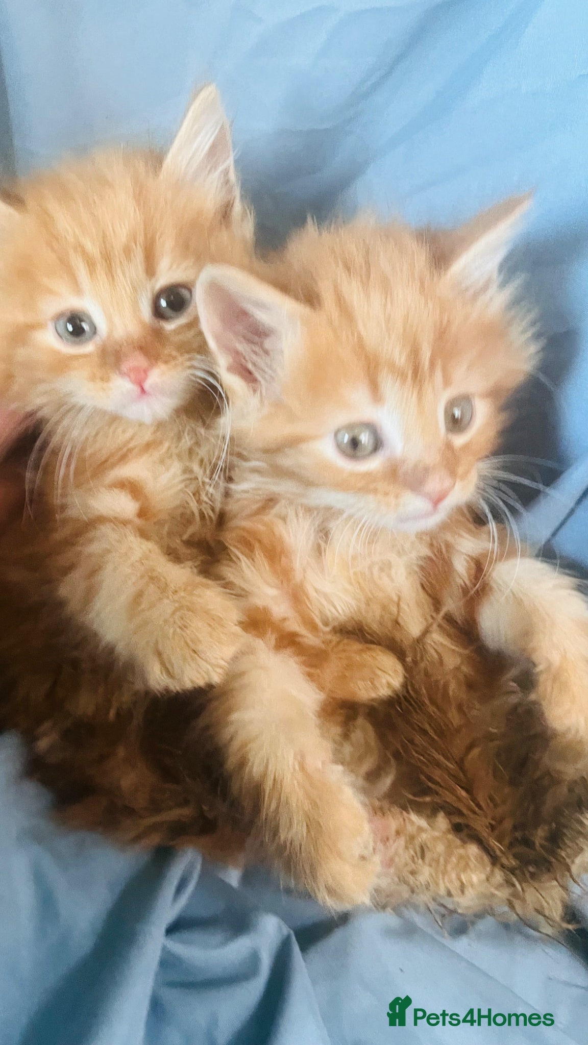 Mixed Breed cats Fluffy ginger and white Maine coon kittens - Advert 5