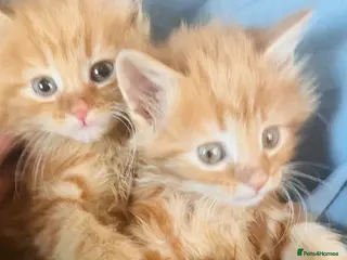 Mixed Breed cats Fluffy ginger and white Maine coon kittens - Advert 5