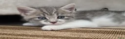 Mixed Breed cats for sale: Lilac tabby kittens  in Towcester - Advert 2