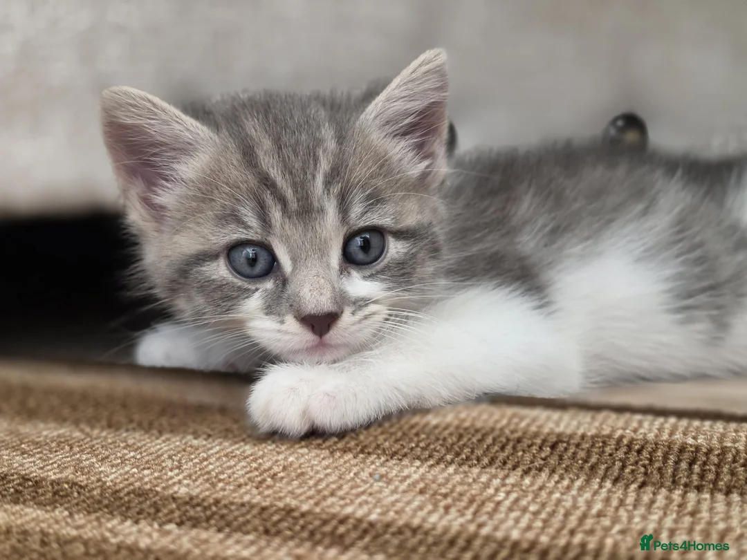 Mixed Breed cats for sale: Lilac tabby kittens  in Towcester - Advert 2