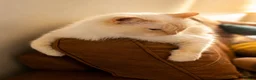 Ragdoll cats for sale: Stunning Flamepoint Ragdoll Queen - Advert 4