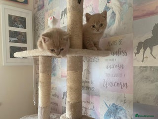 British Shorthair cats British Shorthair Kittens for Sale - Advert 2