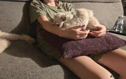 Ragdoll cats for sale: Beautiful GCCF Reg Pure Bred Ragdoll kittens - Image 6