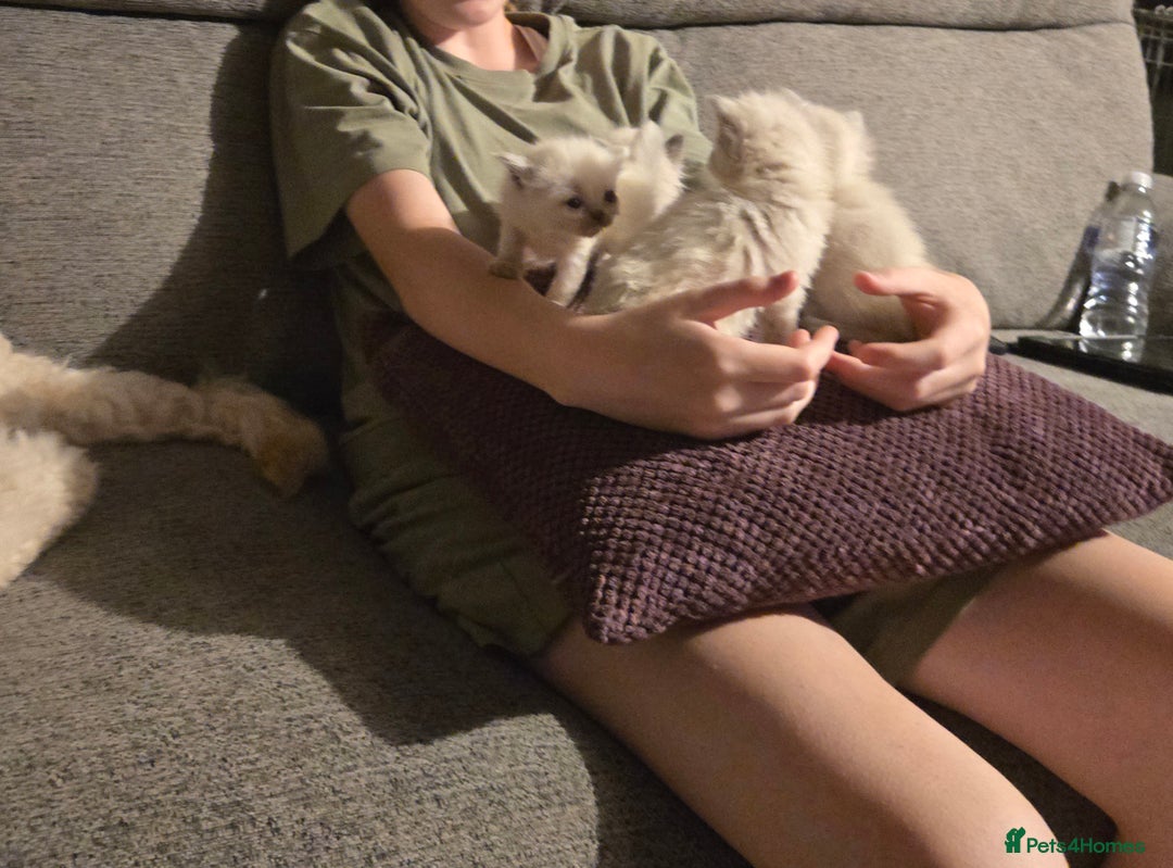 Ragdoll cats for sale: Beautiful GCCF Reg Pure Bred Ragdoll kittens - Image 6