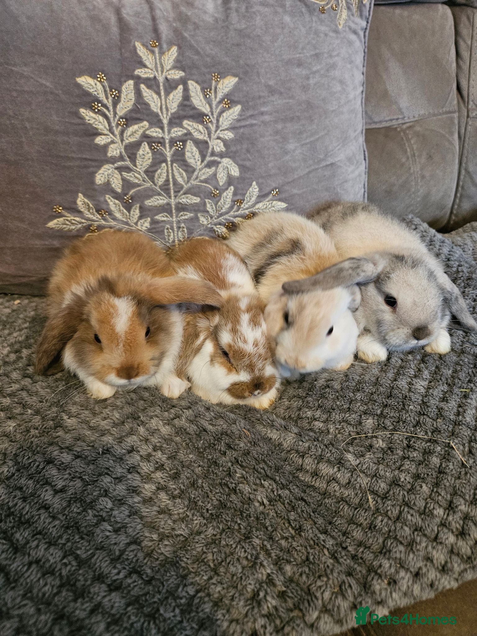 Mini Lop rabbits Mini lop baby bunnies for sale  - Advert 1