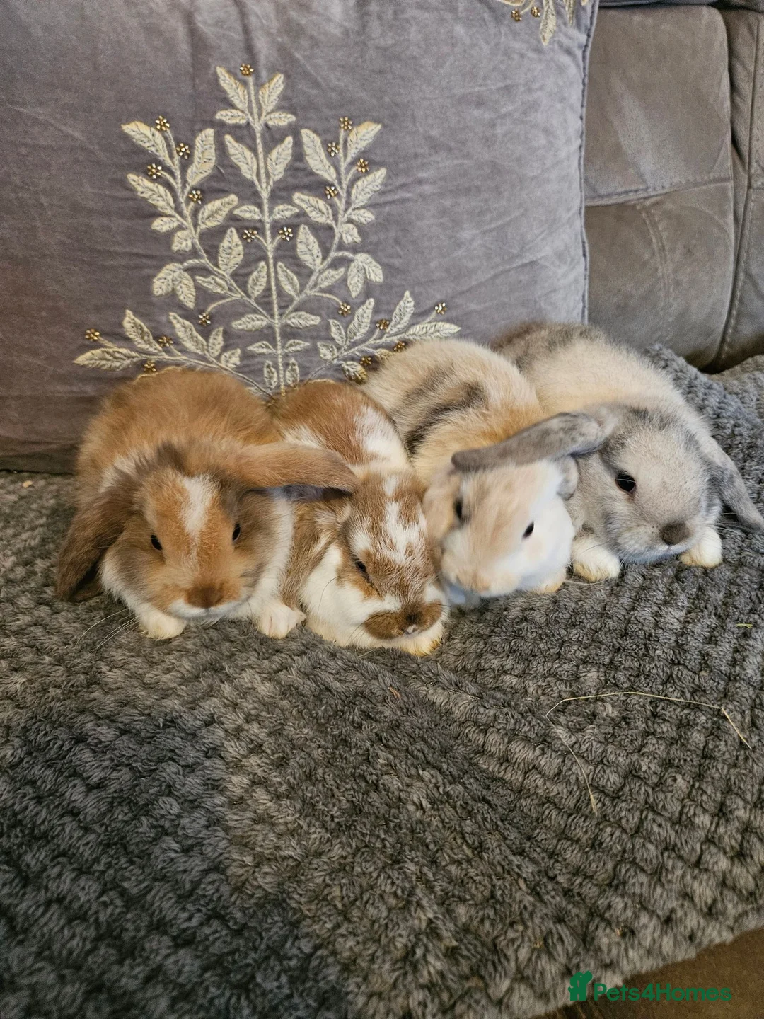 Mini Lop rabbits for sale: Mini lop baby bunnies for sale  - Advert 1