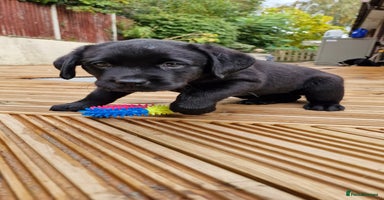 Labrador Retriever dogs - Advert 4