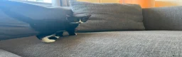 Mixed Breed cats for sale: Adorable Black & White Kittens – Ready Now - Advert 2