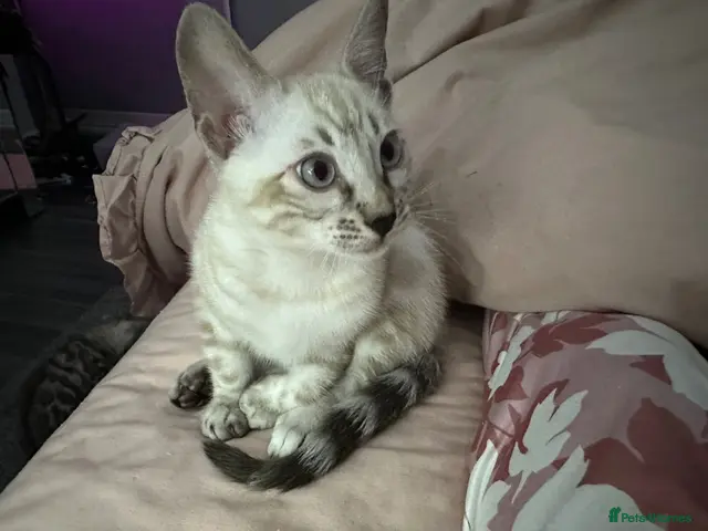 Bengal cats for sale: Snow boy now available - Advert 1