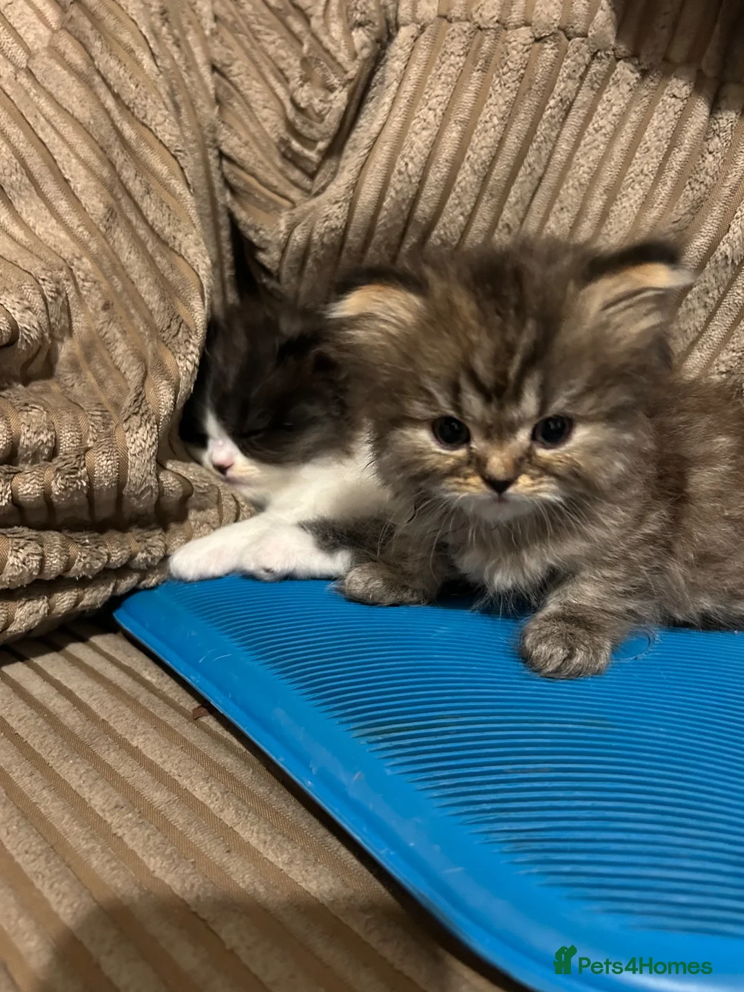 Mixed Breed cats for sale: Beautiful Persian ragdoll mixed babies.  - Advert 24