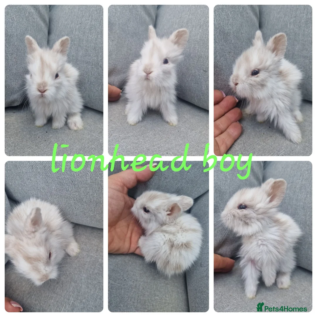 Lionhead rabbits for sale: Lionhead babies  - Advert 1