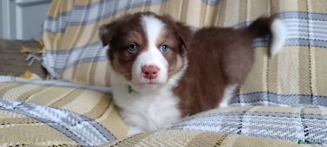 Australian Shepherd dogs for sale: Australian Shepherd puppies looking for new home in Peterborough - Image 16