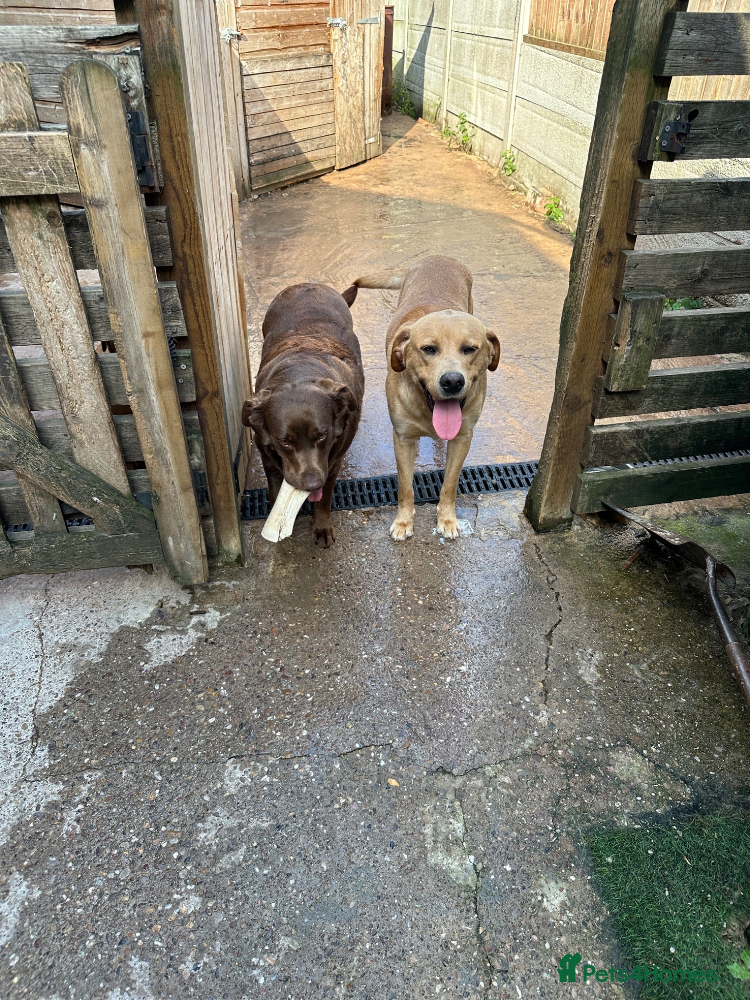 Labrador Retriever dogs Labrador male and female for sale - Advert 2