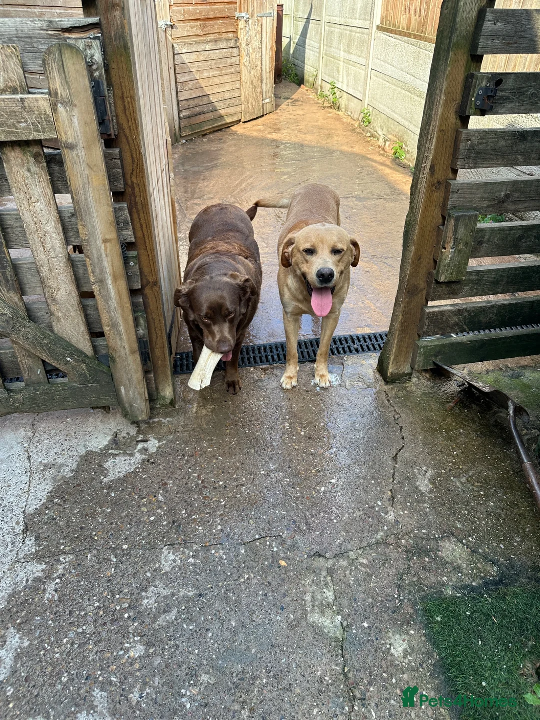Labrador Retriever dogs for sale: Labrador male and female for sale - Advert 1