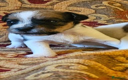 Jack Russell dogs for sale: Tremendous JRT puppies  - Image 17