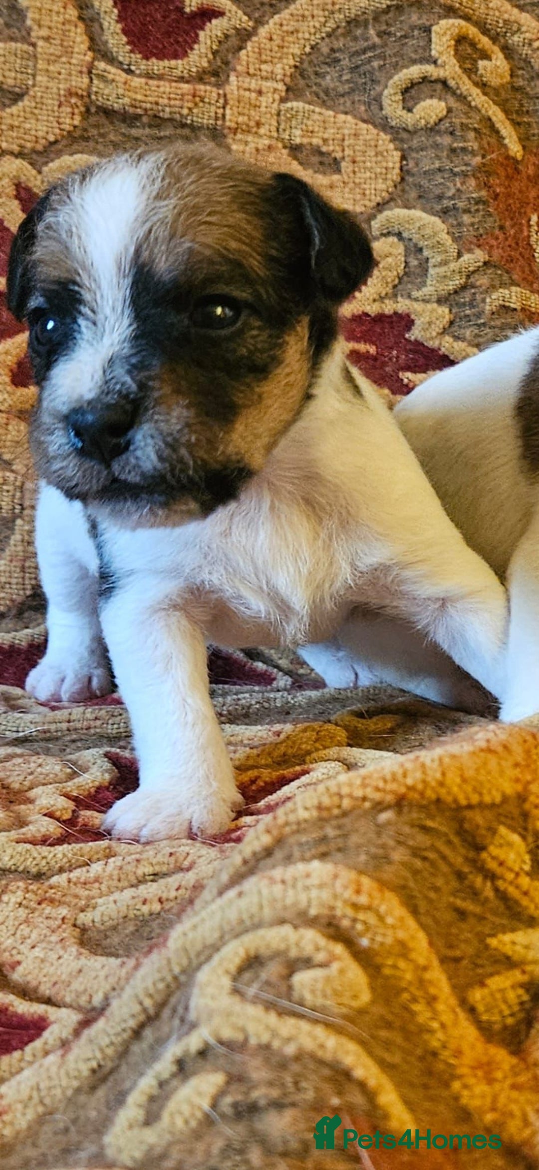 Jack Russell dogs for sale: Tremendous JRT puppies  - Image 17