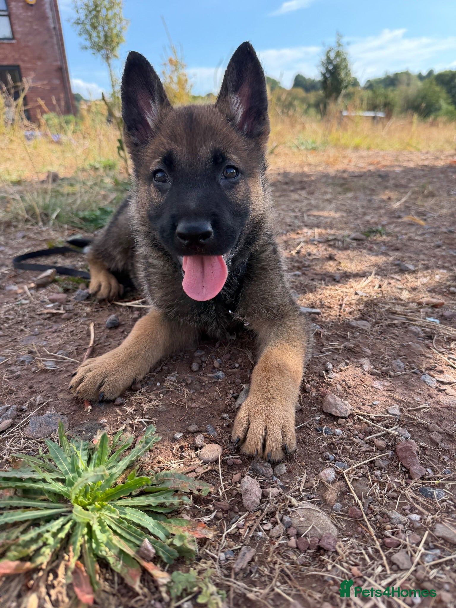 Mixed Breed dogs Beautiful German Shepard pups  - Advert 2