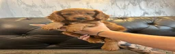 Cockapoo dogs for sale: Beautiful Fox Red F2 Cockapoo Puppies - Advert 2