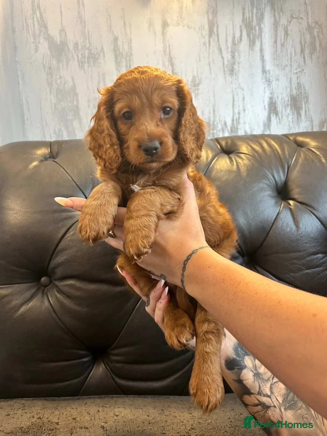 Cockapoo dogs for sale: Beautiful Fox Red F2 Cockapoo Puppies - Advert 2