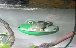 Frog reptiles for sale: Whites Tree Frogs and Enclosure - Image 2