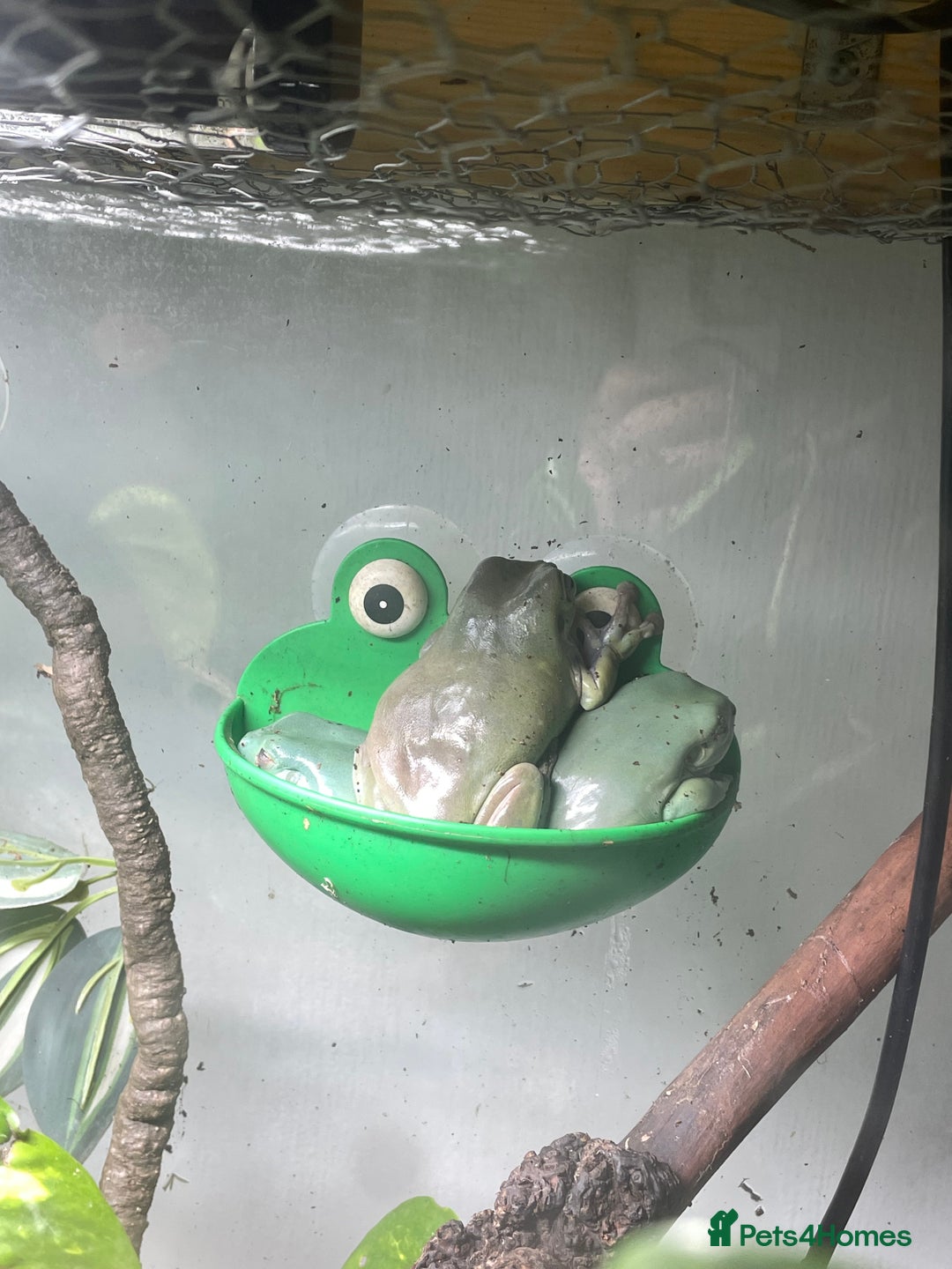 Frog reptiles for sale: Whites Tree Frogs and Enclosure - Image 2