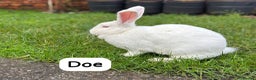 New Zealand rabbits for sale: Rabbits New Zealand white Breeding Pair, Adult - Advert 6