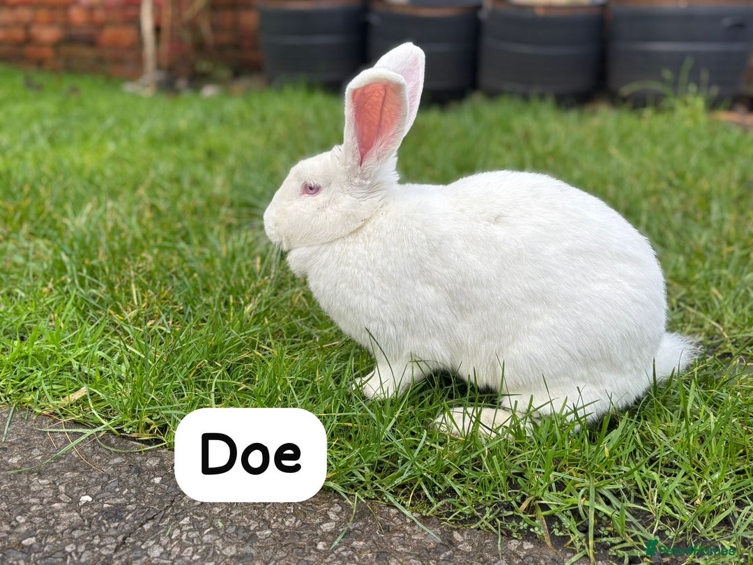 New Zealand rabbits for sale: Rabbits New Zealand white Breeding Pair, Adult - Advert 6